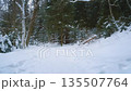 Serene wintertime landscape with empty snowbound road among snowbanks and snowbound fir trees in snowy conifer forest or park at overcast winter day with slight snowfall. No people natural background. 135507764