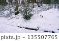 Snowy wintertime landscape with small snow covered fir tree among snowdrifts on edge of snowbound conifer forest or park at winter day with slight snowfall. No people wintry natural background. 135507765
