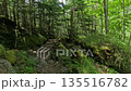 A hike through the mossy forests of the Yatsugatake Mountains 135516782
