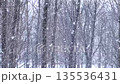 A dense thicket of bare winter trees obscured by a heavy snowfall, creating a serene, monochromatic, and chilly seasonal atmosphere with a soft, natural texture of falling flakes. High quality 4k 135536431