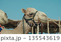 Close-up portrait of camel with rope harness standing on sandy beach near Red Sea in Egypt, traditional animal used for tourism and transport, blue sky background 135543619