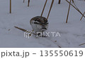 雪の中でハマニンニクを食べるユキホオジロ 135550619