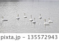 Flock of swans 135572943