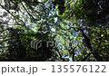 Slow motion of forest trees 135576122