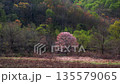 福島・裏磐梯の山桜 01 135579065