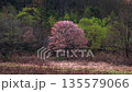 福島・裏磐梯の山桜 02 135579066