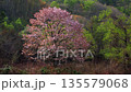 福島・裏磐梯の山桜 03 135579068