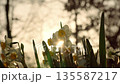 夕日に輝く水仙のシルエットと鮮やかな太陽の光芒 135587217