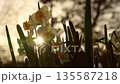 夕日に輝く水仙のシルエットと鮮やかな太陽の光芒 135587218