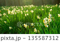 夕日に透ける水仙の可憐な花 135587312
