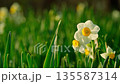 夕日に透ける水仙の可憐な花のクローズアップ 135587314