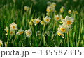 夕日に透ける水仙の可憐な花 135587315