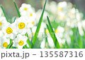 太陽の光に透ける水仙の可憐な花のクローズアップ 135587316