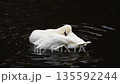 The white swan bathes, washes and cleans its wings and feathers in the water of the pond. 135592244