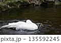 The white swan bathes, washes and cleans its wings and feathers in the water of the pond. Slow motion. 135592245