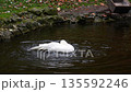 The white swan bathes, washes and cleans its wings and feathers in the water of the pond. Slow motion. 135592246