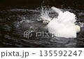 The white swan bathes, washes and cleans its wings and feathers in the water of the pond. Slow motion. 135592247