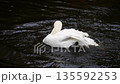 The white swan bathes, washes and cleans its wings and feathers in the water of the pond. Slow motion. 135592253