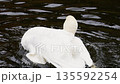 The white swan bathes, washes and cleans its wings and feathers in the water of the pond. Slow motion. 135592254