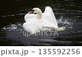 The white swan bathes, washes and cleans its wings and feathers in the water of the pond. Slow motion. 135592256