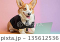 Cheerful corgi dressed in business attire types on laptop while sitting on colorful floor 135612536