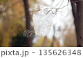 Plastic bag caught in tree during autumn season 135626348