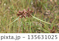 カヤツリグサの穂 135631025