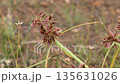 カヤツリグサの穂 135631026