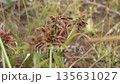 カヤツリグサの穂 135631027