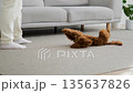 loving dog guardian patiently instructs their small pet through gentle training and support 135637826