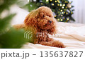 enthusiastic dog peers through pine branches at cheerful lights 135637827