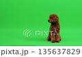 Friendly small dog gazing attentively during photoshoot session 135637829
