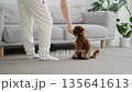dog exhibits training indoors calmly, canine demonstrates control during relaxed indoor session 135641613
