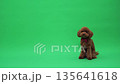 Lively brown poodle with charming head tilt and wagging tail 135641618
