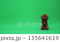Pet marketing image featuring attentive brown poodle with collar 135641619