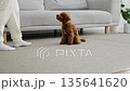 energetic poodle playing happily with lady, cheerful pup frolicking near woman on living room rug 135641620