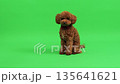 Studio shot of brown poodle with vibrant collar and subtle lighting 135641621