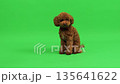 Charming poodle with cheerful expression on vibrant green backdrop 135641622