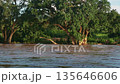 River flooding in Greater Kruger national park, South Africa 135646606