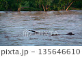 River flooding in Greater Kruger national park, South Africa 135646610