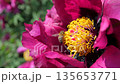 Golden heart of purple peony glows as bees hover around collecting nectar 135653771