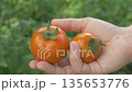 Fresh organic tomato in hand 135653776