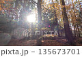 Colorful Sunny Forest During Fall Season 135673701