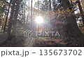 Colorful Sunny Forest During Fall Season 135673702