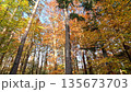 Colorful Sunny Forest During Fall Season 135673703
