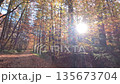 Colorful Sunny Forest During Fall Season 135673704