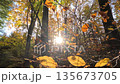 Colorful Sunny Forest During Fall Season 135673705