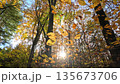 Colorful Sunny Forest During Fall Season 135673706