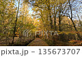 Colorful Sunny Forest During Fall Season 135673707