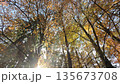 Colorful Sunny Forest During Fall Season 135673708